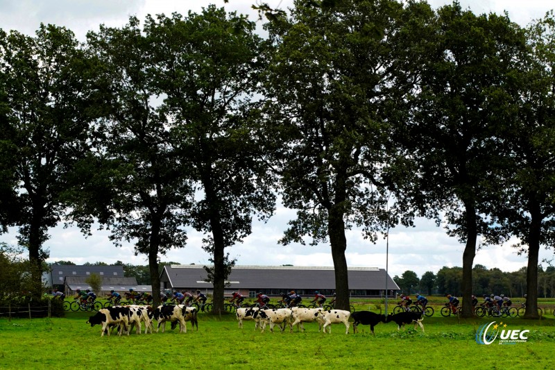 2023 UEC Road European Championships - Drenthe - Under 23 Women?s Road Race - Coevorden - Col Du VAM 108 km - 22/09/2023 - Scenery - Peloton - Cow - photo Massimo Fulgenzi/SprintCyclingAgency?2023